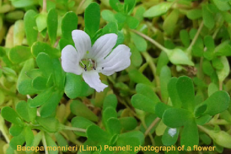 Photograph of Bacopa monnieri (Linn.) Pennell.: showing a flower