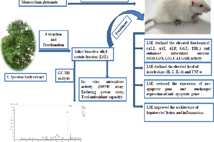 Graphical Abstract