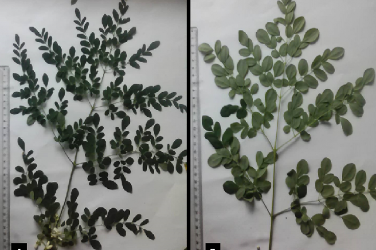 Upper (A) and lower (B) surfaces of M. oleifera leaves