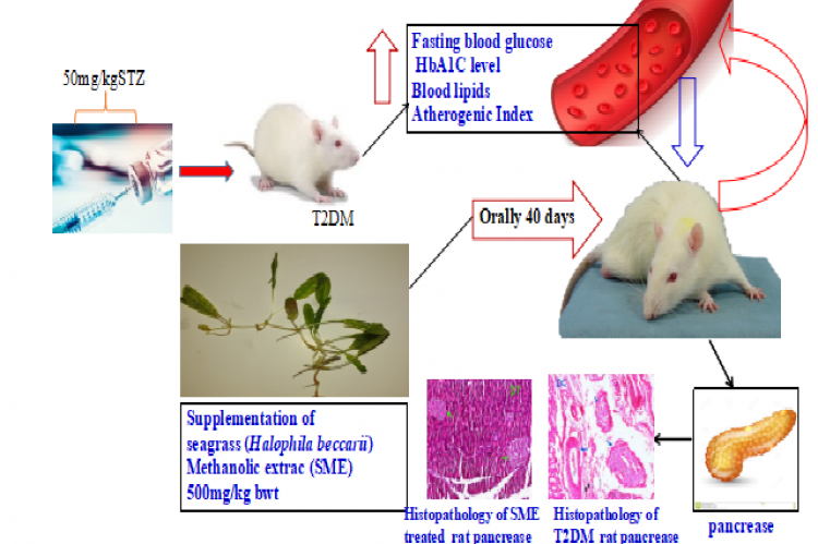 Graphical Abstract