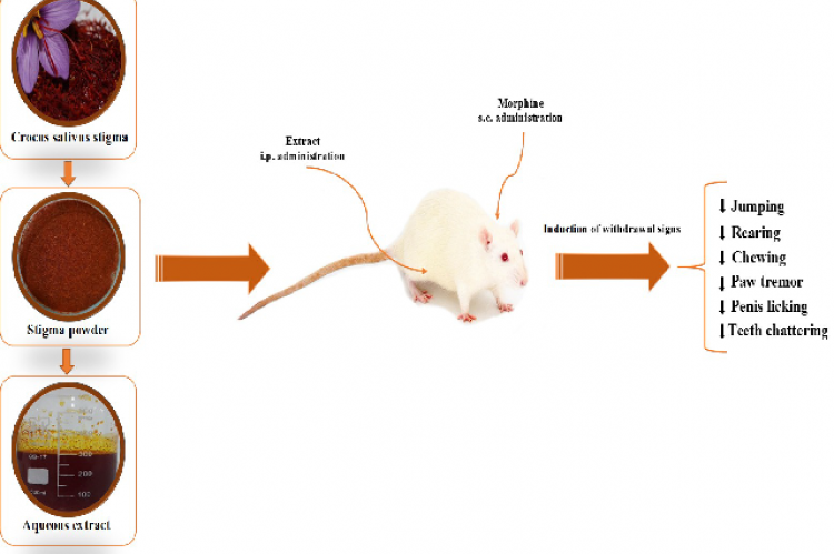 Graphical Abstract