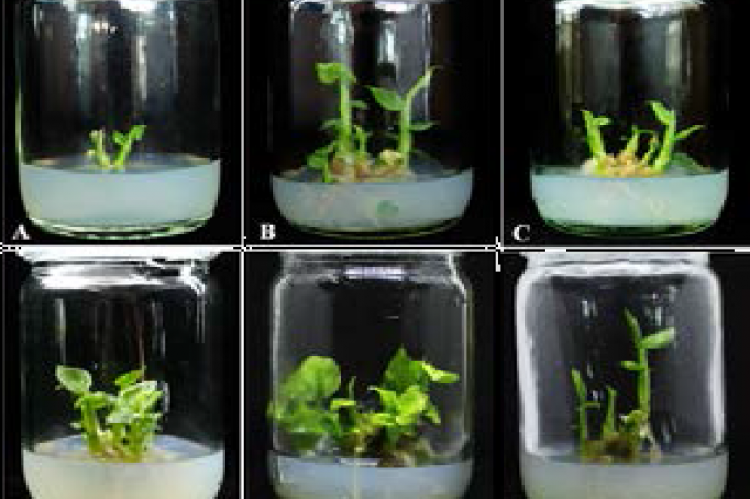 Multiple shoot formation of G. globulifera after eight weeks of cultivation on MS medium supplemented with plant growth regulators