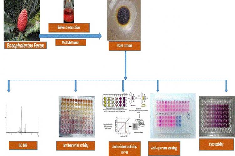 Graphical Abstract