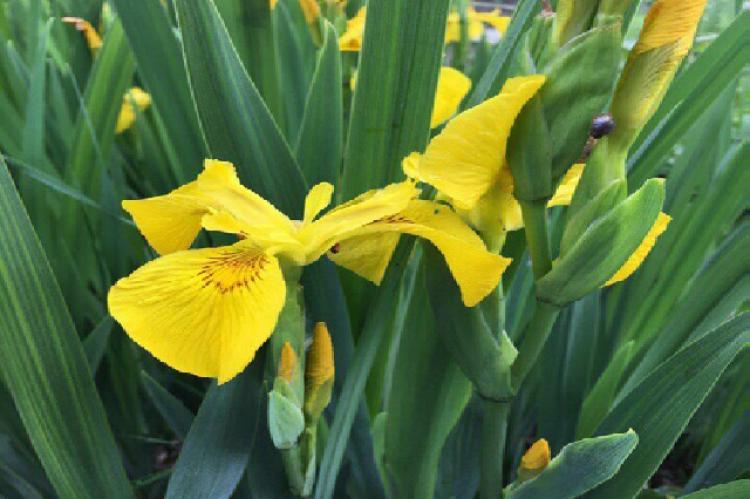 Iris pseudacorus, flowering plant