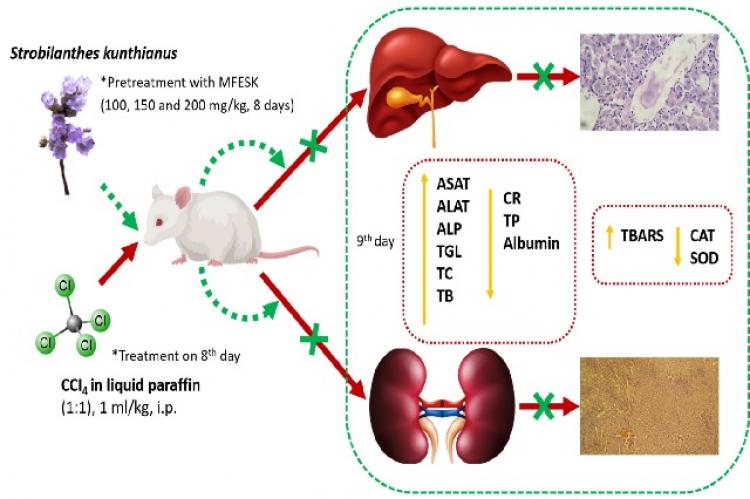 Graphical Abstract