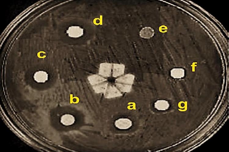 Antifungal activity of Eusiderin I, Compound B and Compound C from Bulian wood (Eusideroxylon zwageri) into Microsporum gypseum after 5 days of incubations. (Eusiderin I 50 ppm; b. Eusiderin I 100 ppm; c. Eusiderin I 200 ppm; d. Ketoconazole 200 ppm; e. DMSO; f. Compound B 100 ppm; and g. Compound C 100 ppm)