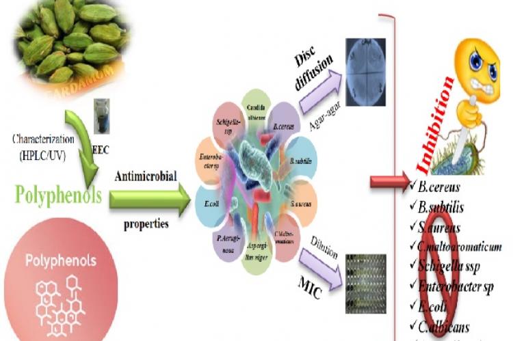 Graphical Abstract