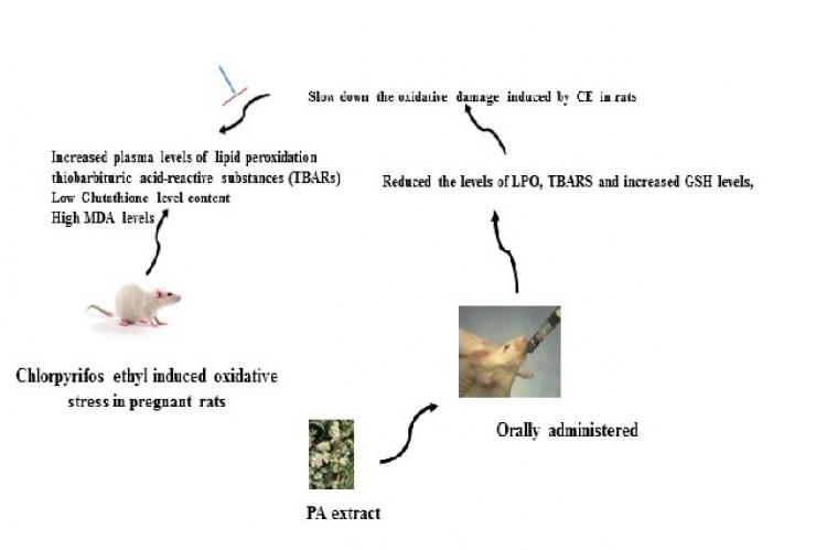 Mechanism of anti-oxidant potential of PA