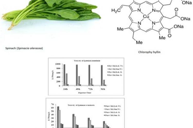 In vitro Anti-Amebic Activity of Cage Xanthones from Cratoxylum sumatranum Stem Bark Against Entamoeba histolytica