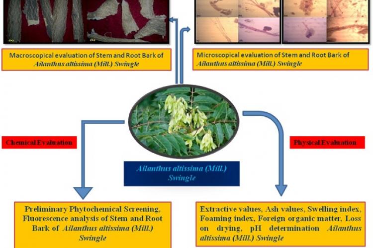 Screening Data Reveals that Spirogyra triplicata, a Fresh Water Algae Induces Robust Anti-Proliferative Activity Against A549 Cells