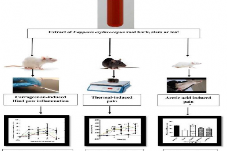 Graphical Abstract