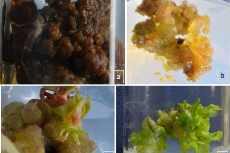 Standardization Bark of Cinnamomum burmannii Nees Ex Bl. from Five Areas of Indonesia