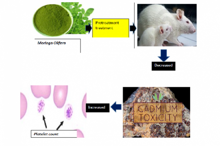 Graphical Abstract