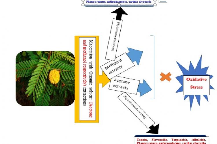 Graphical Abstract