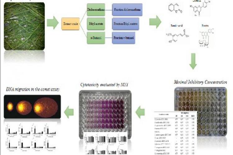 Graphical Abstract