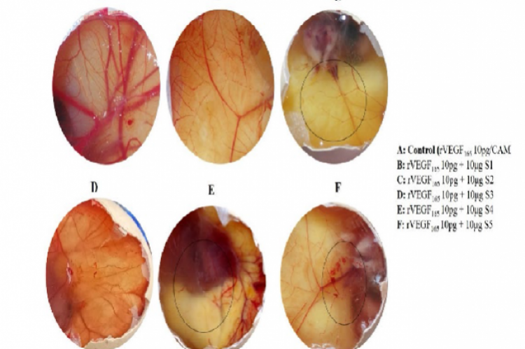 The anti- angiogenic activity of isolated crude phloem exudate