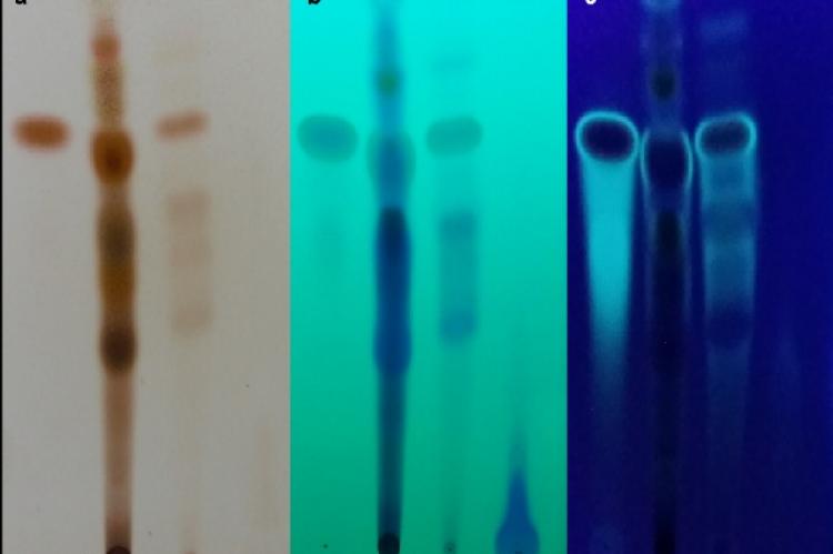 TLC profile of the extract, fractions and brazilin