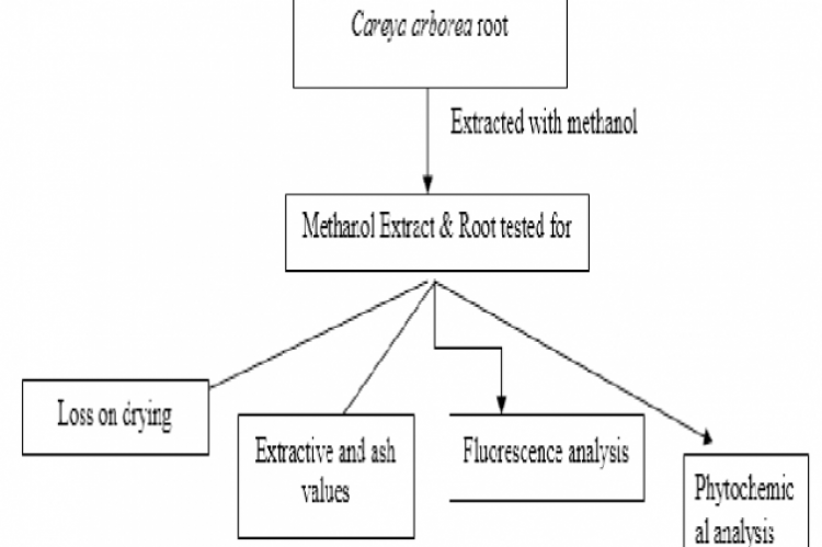 Graphical Abstract