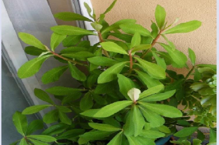 S. grantii