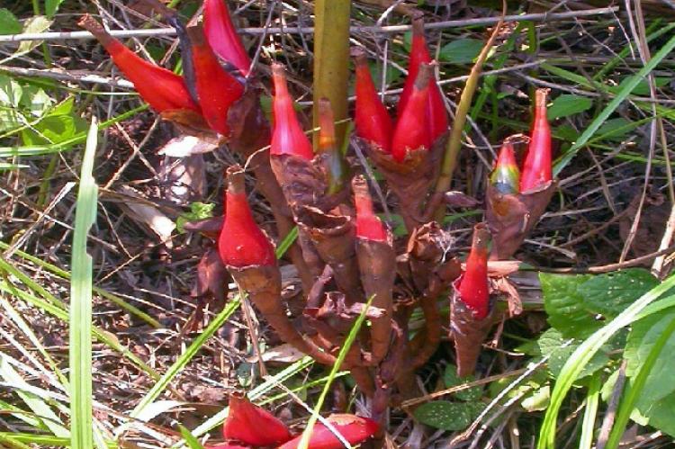 Seed pods of Aframomum melegueta (Roscoe) K. Schum