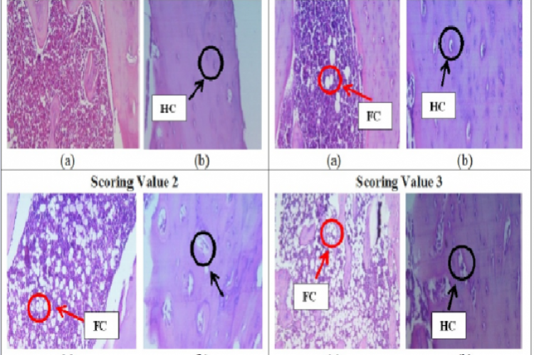 Histology of tibia bone after stained by H&E, magnification 400×. (a) bone marrow; (b) bone structure. FC, fatty bone marrow; HC, haversion canal