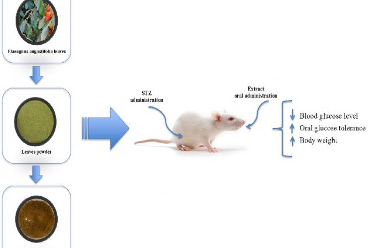 Graphical Abstract