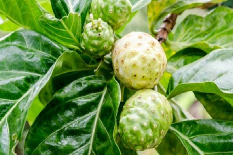 Noni fruit (Morinda citrifolia L.)