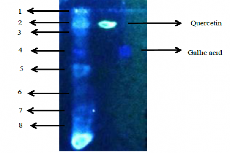 TLC spot of CyR extract