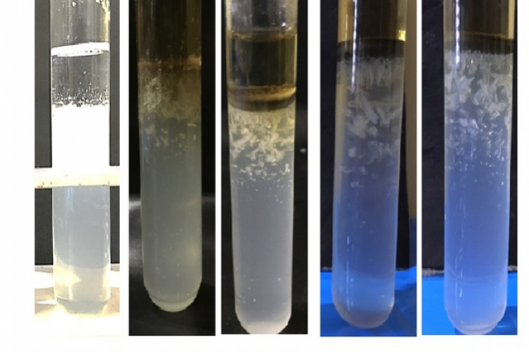 Crystal growth in control and drug treated medium