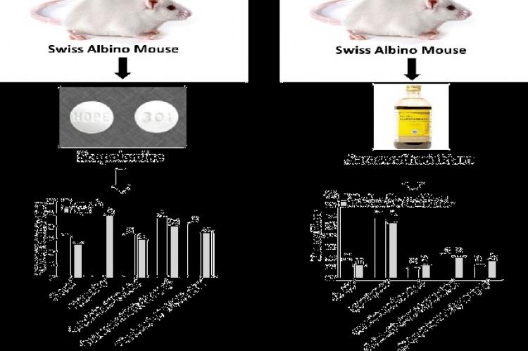 Graphical Abstract