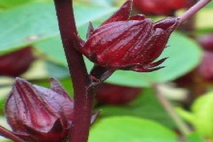 Morphology of Hibiscus sabdariffa Linn