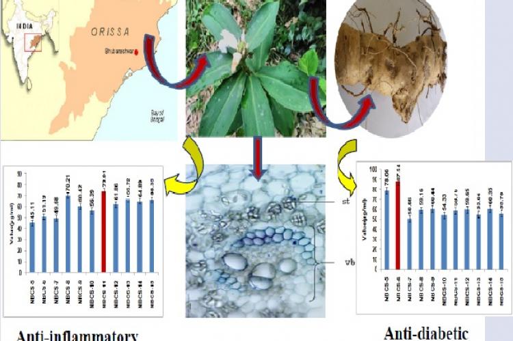 Graphical Abstract