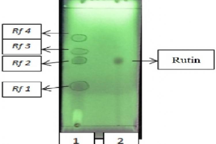 TLC kincung flower extract with eluent ethyl acetate P: formic acid P: water (100:15-17) and silica gel 60 F254