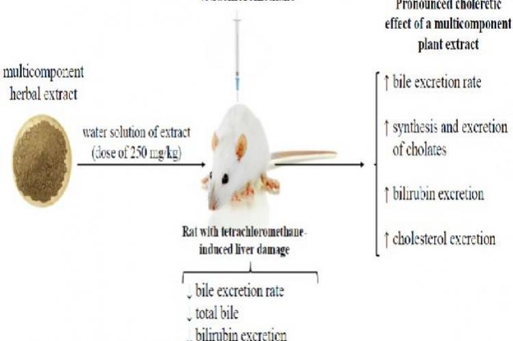 Graphical Abstract