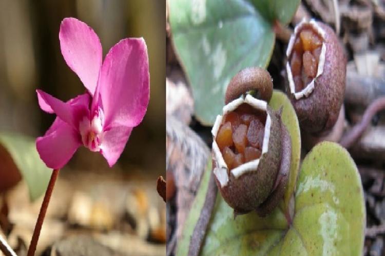 Flower of C. coum19 and opened fruits of C. coum with seeds