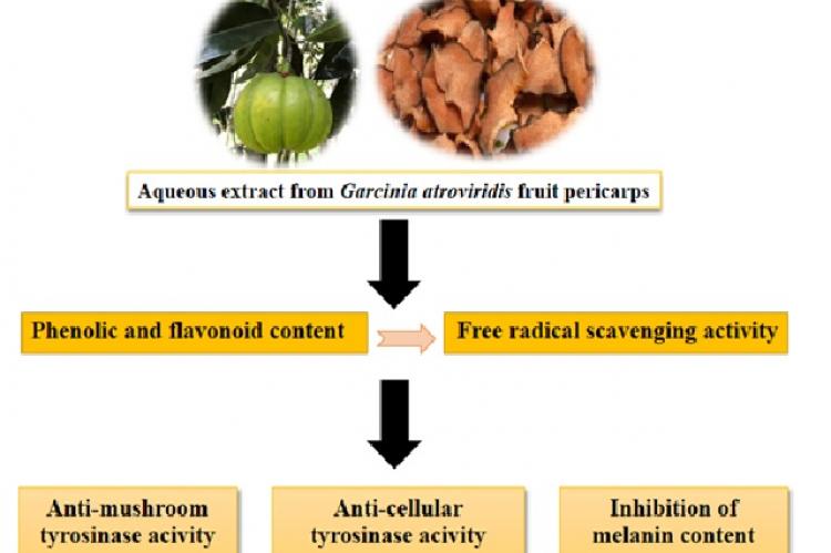 Graphical Abstract