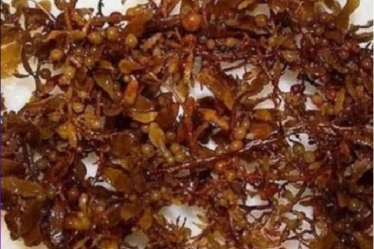 Sargassum polycystum