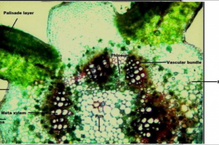 T.S. of leaf upper surface of Ricinus communis.