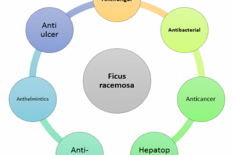 GRAPHICAL ABSTRACT