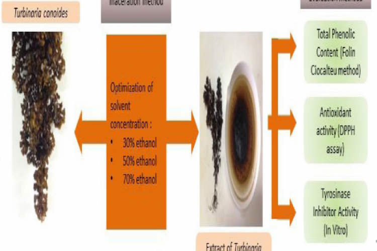 GRAPHICAL ABSTRACT