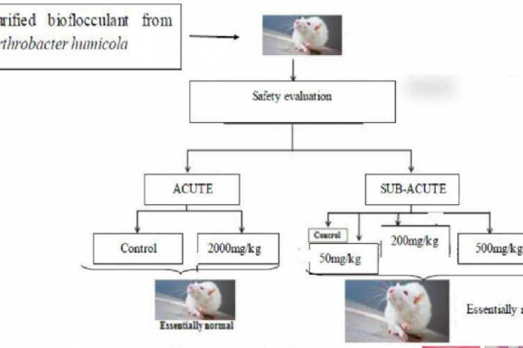 GRAPHICAL ABSTRACT