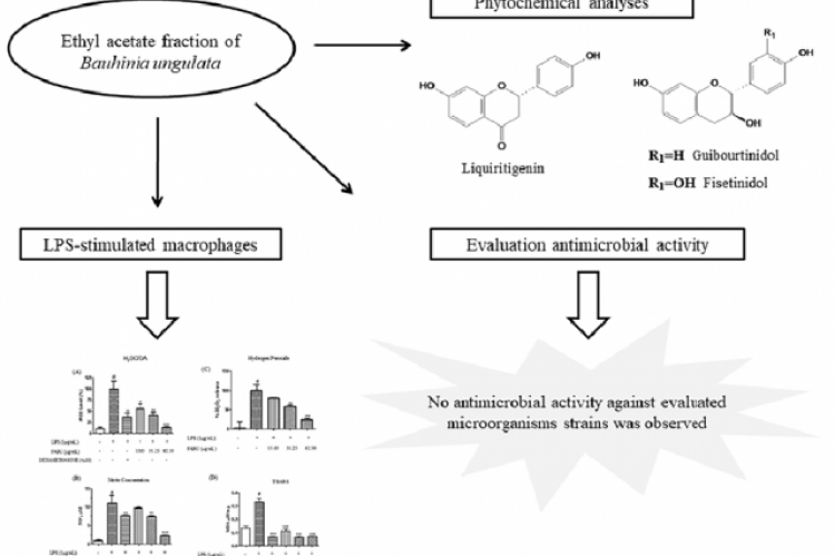 GRAPHICAL ABSTRACT