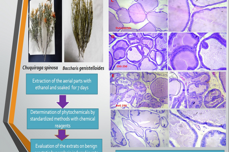 Protective Effect of the Ethanolic Extracts of Leaves of Chuquiraga spinosa Less and Baccharis genistelloides on Benign Prostatic Hyperplasia in Rats