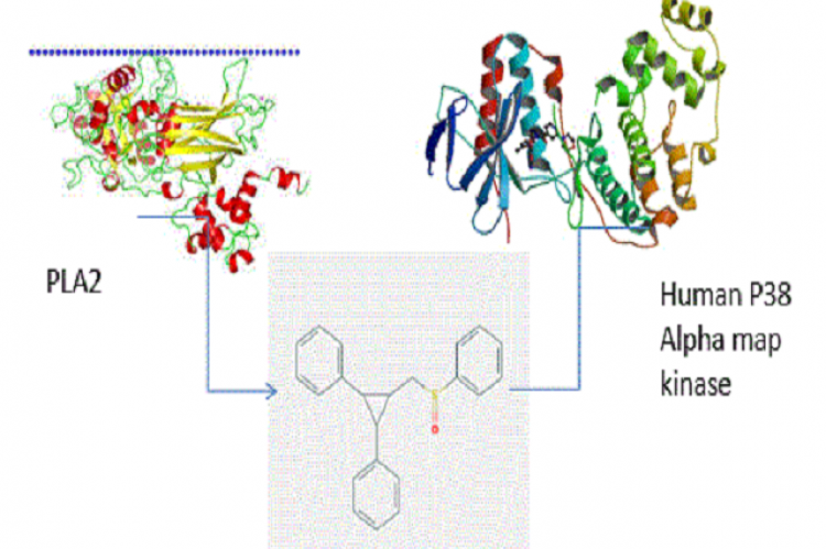 The Identification of Bioactive Compounds from Turbinaria ornata (Turner) J. Agaradh and Computational Studies