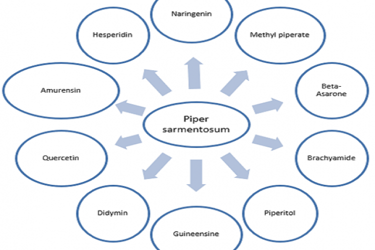 GRAPHICAL ABSTRACT