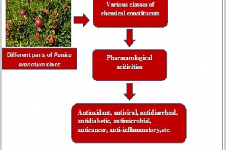 GRAPHICAL ABSTRACT