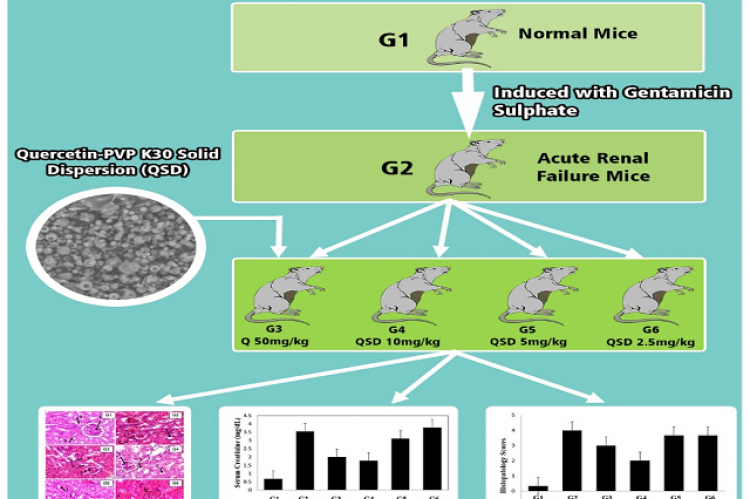 The Assay of Quercetin Solid Dispersion as a Potential Nephronprotector in Acute Renal Failure Induced Mice