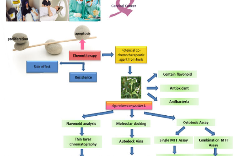 Co-Chemotherapeutic Effect of Ageratum conyzoides L. Chloroform Fraction and 5-Fluorouracil on Hela Cell Line