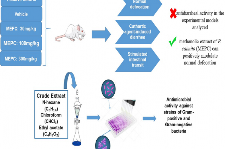 Antimicrobial and Antidiarrheal Activities of Methanolic Fruit Peel Extract of Pouteria caimito