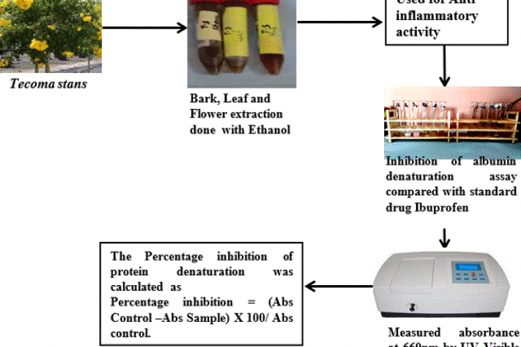 Comparative Evaluation of Anti-Inflammatory Potential of Ethanolic Extract of Leaf, Bark and Flower of Tecoma stans with Ibuprofen- An In vitro Analysis
